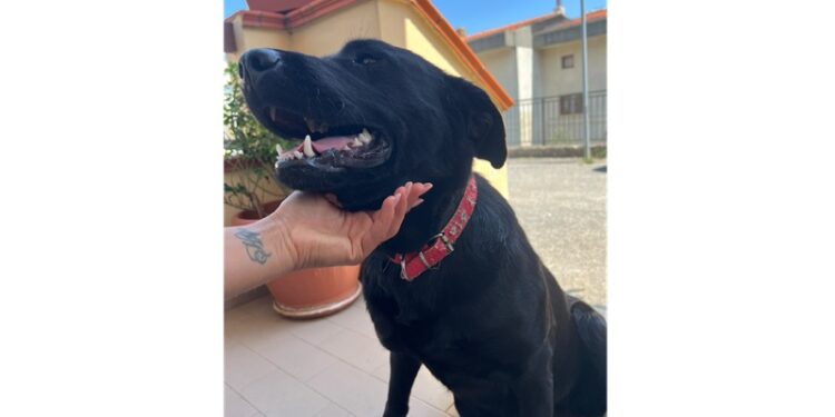 Cerva, una bella storia e la fervente indole animalista di Francesca