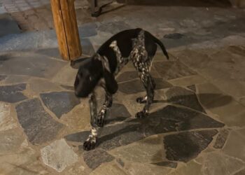 Decollatura, ritrovato un cane smarrito nei giorni scorsi: si cerca il proprietario