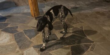 Decollatura, ritrovato un cane smarrito nei giorni scorsi: si cerca il proprietario