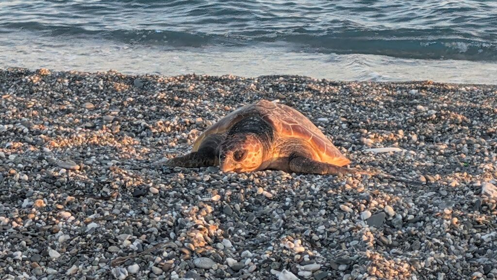 Giovane esemplare di Caretta caretta trovato morto sulla spiaggia di Gizzeria in Calabria