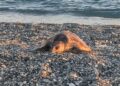 Giovane esemplare di Caretta caretta trovato morto sulla spiaggia di Gizzeria in Calabria