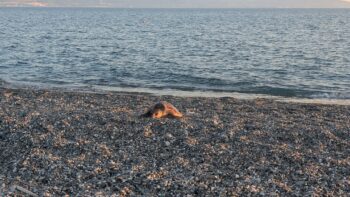 Giovane esemplare di Caretta caretta trovato morto sulla spiaggia di Gizzeria in Calabria