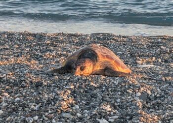Giovane esemplare di Caretta caretta trovato morto sulla spiaggia di Gizzeria in Calabria