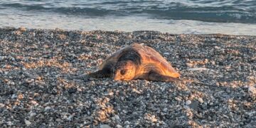 Giovane esemplare di Caretta caretta trovato morto sulla spiaggia di Gizzeria in Calabria