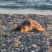 Giovane esemplare di Caretta caretta trovato morto sulla spiaggia di Gizzeria in Calabria