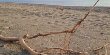 Il razzismo, cattiva pianta che attecchisce anche Calabria