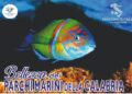 Falerna, un viaggio tra ambiente, tutela e alimentazione del patrimonio marino della Calabria