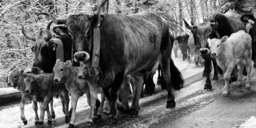 Le Storie nella Storia. Il fenomeno della transumanza