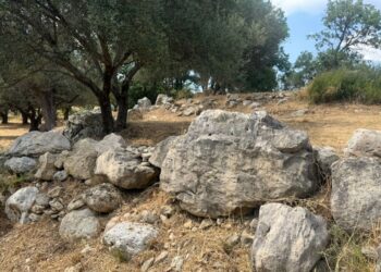 Il DNA degli olivi secolari svela i segreti della Calabria: scoperte tre piante uniche