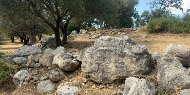 Il DNA degli olivi secolari svela i segreti della Calabria: scoperte tre piante uniche