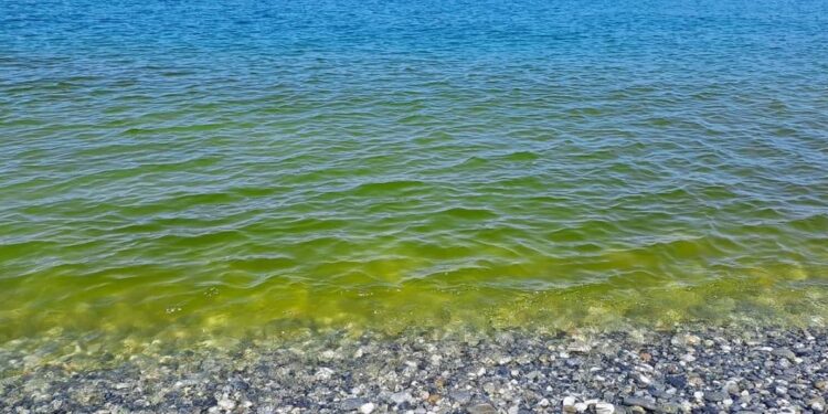 Mucillagini, schiume e acque verde-giallastre: il Tirreno calabrese e i bagnanti chiedono risposte