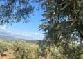 Cittadella Regionale, la presentazione di Academy Olivo in Campo Calabria