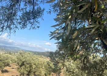Cittadella Regionale, la presentazione di Academy Olivo in Campo Calabria