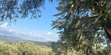 Cittadella Regionale, la presentazione di Academy Olivo in Campo Calabria