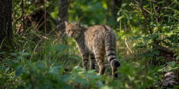 Nelle macchie del Savuto-Reventino potrebbe aggirarsi un predatore fantasma