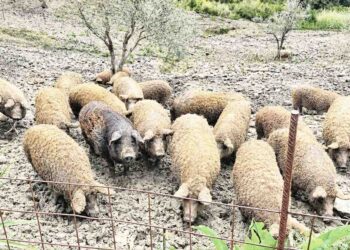 Il MASAF istituisce il programma genetico della razza suina Mangalica grazie al calabrese Carrozzino