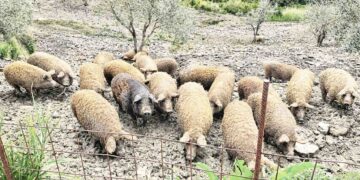 Il MASAF istituisce il programma genetico della razza suina Mangalica grazie al calabrese Carrozzino
