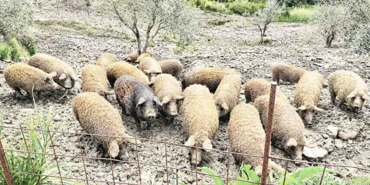 Il MASAF istituisce il programma genetico della razza suina Mangalica grazie al calabrese Carrozzino