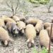 Il MASAF istituisce il programma genetico della razza suina Mangalica grazie al calabrese Carrozzino